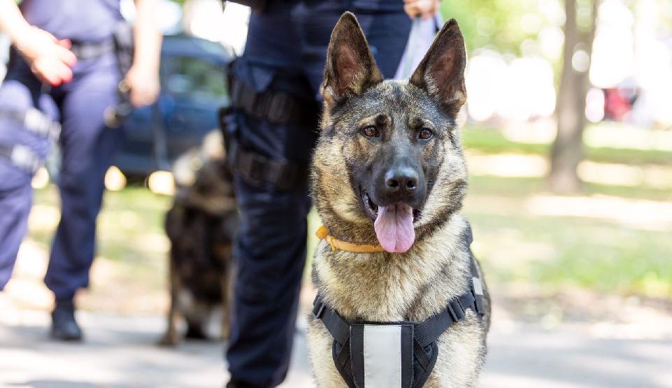 Policajti odhalili v žiarskom okrese viacero vodičov, ktorí jazdili pod vplyvom alkoholu a drog